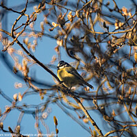 Buy canvas prints of Great Tit in the branches. by Mark Ward