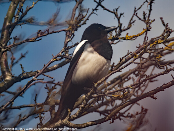 Magpie in a Tree. Picture Board by Mark Ward