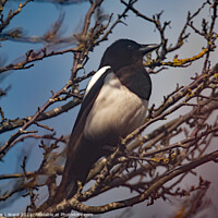 Buy canvas prints of Magpie in a Tree. by Mark Ward