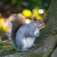 Buy canvas prints of A Squirrel on a Tree Root. by Mark Ward