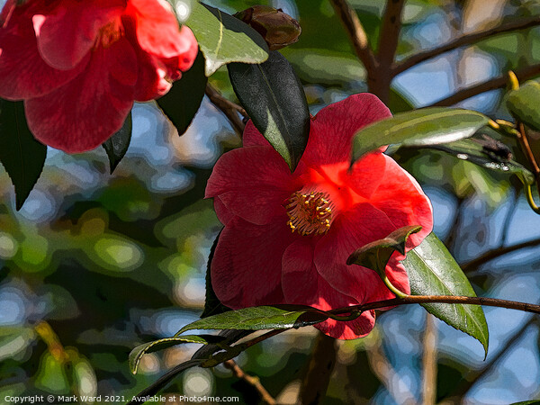 Camelia Blooms. Picture Board by Mark Ward