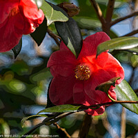 Buy canvas prints of Camelia Blooms. by Mark Ward