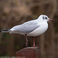 Buy canvas prints of Black Headed Gull by Mark Ward