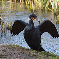 Buy canvas prints of Cormorant with Wings Outstretched by Mark Ward