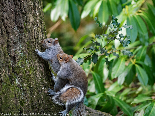 Pleasure for Squirrels. Picture Board by Mark Ward