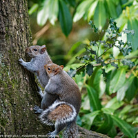 Buy canvas prints of Pleasure for Squirrels. by Mark Ward