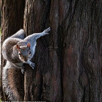 Buy canvas prints of Grey Squirrel in Motion. by Mark Ward