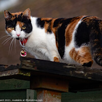 Buy canvas prints of Bird Table + Cat. by Mark Ward