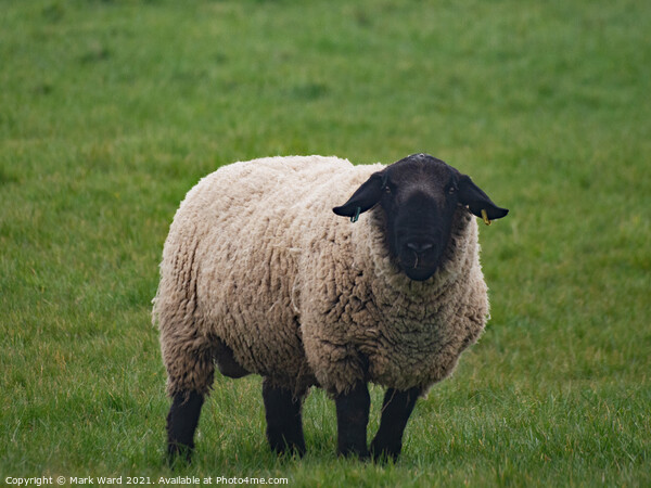 A Black Headed Sheep Picture Board by Mark Ward