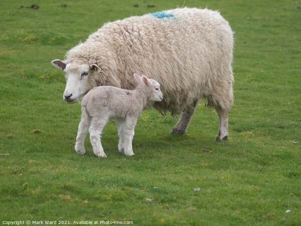 A Lamb with Mother. Picture Board by Mark Ward
