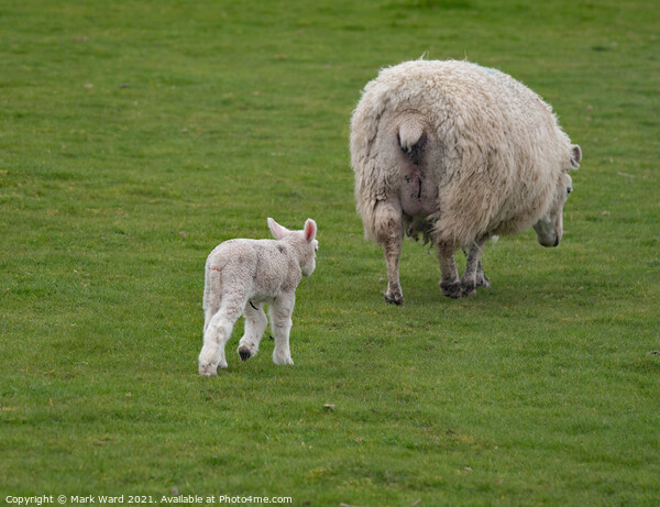 Lamb following Mother. Picture Board by Mark Ward