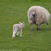 Buy canvas prints of Lamb following Mother. by Mark Ward