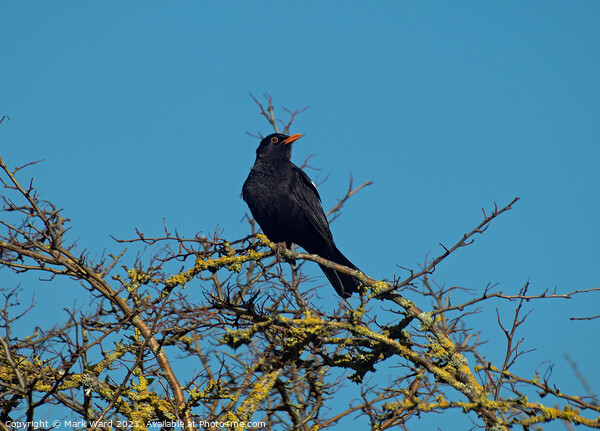 Blackbird Singing for Spring. Picture Board by Mark Ward