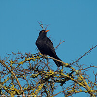 Buy canvas prints of Blackbird Singing for Spring. by Mark Ward