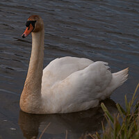 Buy canvas prints of The Grubby Swan by Mark Ward