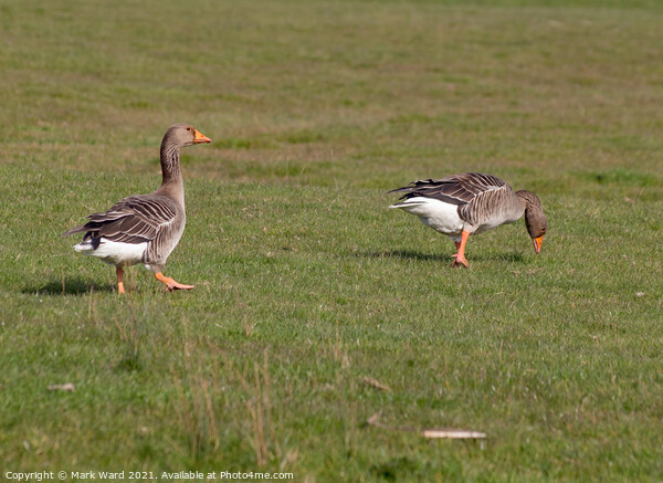 Greylag Geese in Sussex. Picture Board by Mark Ward