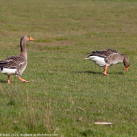 Buy canvas prints of Greylag Geese in Sussex. by Mark Ward