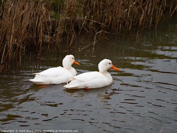 Two White Ducks Picture Board by Mark Ward