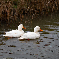 Buy canvas prints of Two White Ducks by Mark Ward