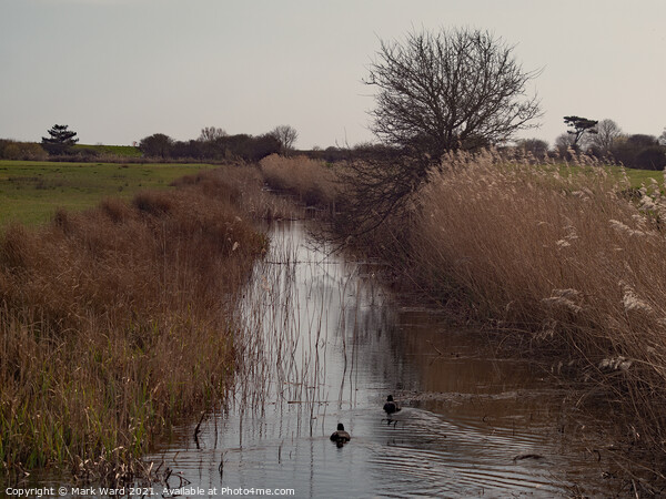 The Royal Military Canal at Pett Level Picture Board by Mark Ward