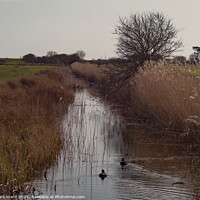 Buy canvas prints of The Royal Military Canal at Pett Level by Mark Ward