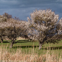 Buy canvas prints of Signs of Spring. by Mark Ward