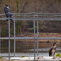 Buy canvas prints of Two Cormorants maintaining Social Distancing. by Mark Ward