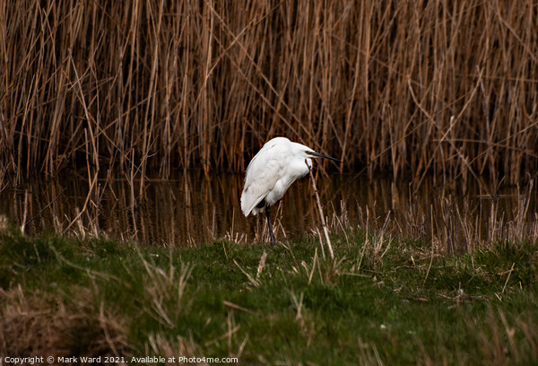 A Little Egret in the reeds Picture Board by Mark Ward
