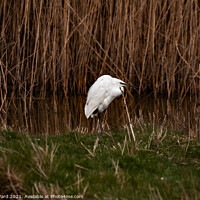 Buy canvas prints of A Little Egret in the reeds by Mark Ward