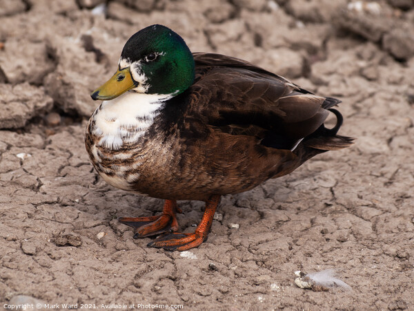 A Male Mallard at Pett Level, East Sussex. Picture Board by Mark Ward