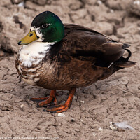 Buy canvas prints of A Male Mallard at Pett Level, East Sussex. by Mark Ward