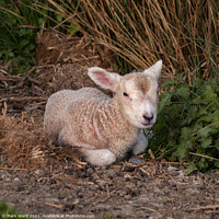 Buy canvas prints of A Lamb in Sussex by Mark Ward