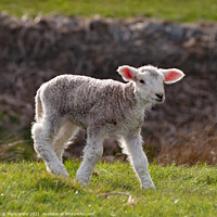 Buy canvas prints of A young Lamb. by Mark Ward