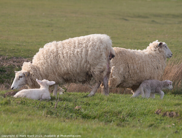 Ewes and Lambs. Picture Board by Mark Ward