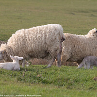 Buy canvas prints of Ewes and Lambs. by Mark Ward