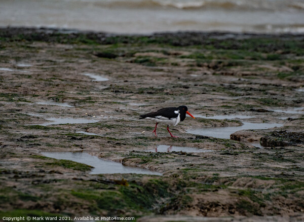 Oystercatcher at Pett Level. Picture Board by Mark Ward