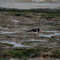 Buy canvas prints of Oystercatcher at Pett Level. by Mark Ward