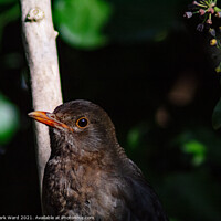 Buy canvas prints of Busy Blackbird in April. by Mark Ward