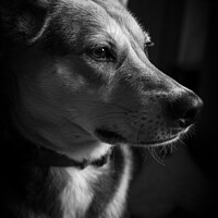 Buy canvas prints of Portrait of a Dog by Julian Hignell