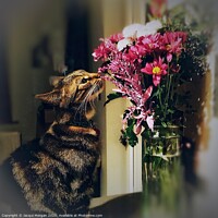 Buy canvas prints of Cat with flower bouquet  by Jacqui Morgan