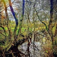 Buy canvas prints of River in Autumn Woodland by Jacqui Morgan