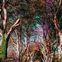 Buy canvas prints of The Dark Hedges  by Jacqui Morgan