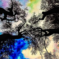 Buy canvas prints of Mystical trees  by Jacqui Morgan