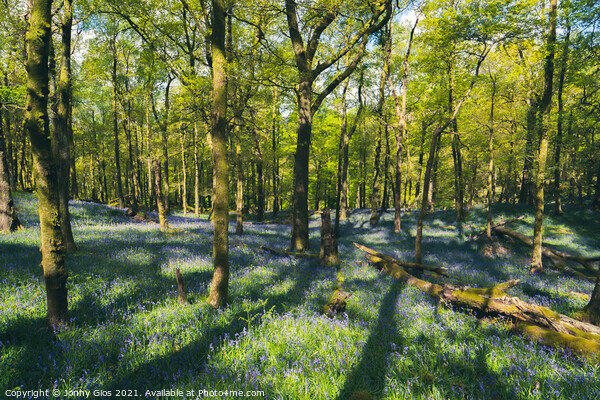Fishgarth's Wood Bluebells  Picture Board by Jonny Gios
