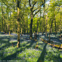 Buy canvas prints of Fishgarth's Wood Bluebells  by Jonny Gios