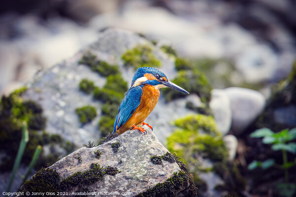 Resting Kingfisher Picture Board by Jonny Gios