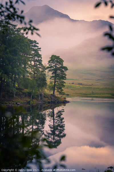 The Blea Tarn Tree Picture Board by Jonny Gios