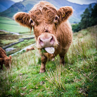 Buy canvas prints of Highland Cow by Jonny Gios