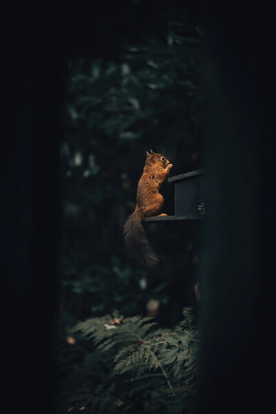 A squirrel sitting in a dark room Picture Board by Jonny Gios