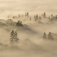 Buy canvas prints of Inversion Trees by Jonny Gios